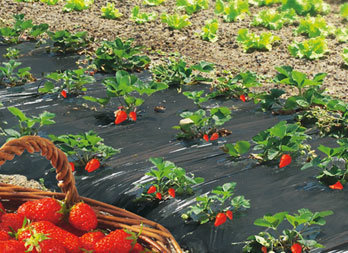 Film de paillage spécial fraises