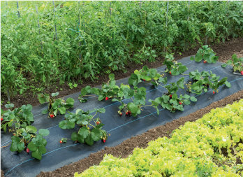 Speciale versterkte grondbedekkingsfolie aardbeien