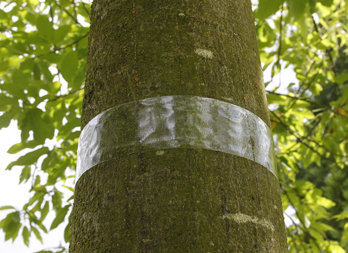 Transparent sticky barrier tape