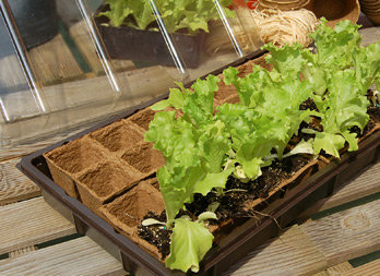 Mini serre avec plaque de culture 100% biodégradable