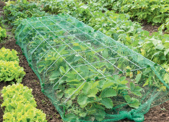 Metal structure for vegetables and other seedlings, forcing and protection