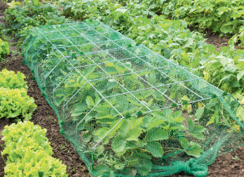 Structure métallique pour semis, forçage et protection des légumes