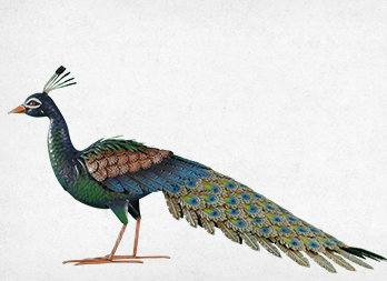 Stylized decorative peacock