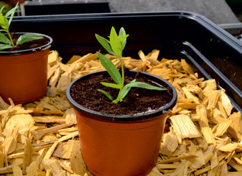 Set of plastic pots