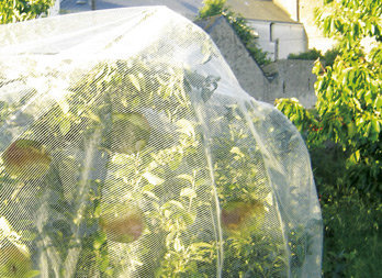 Protective netting against apple and pear worms