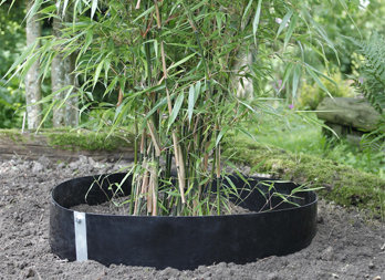 Un «bambou» à transplanter - Jardinier paresseux