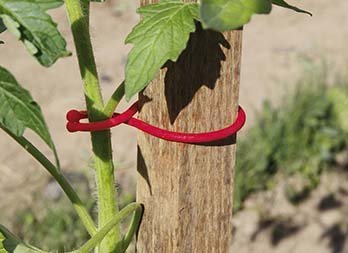 Clip pour plantes