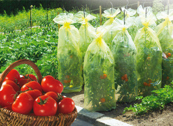 Voile de protection durable pour plants de tomates