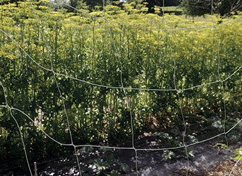 Compostable Trellis netting