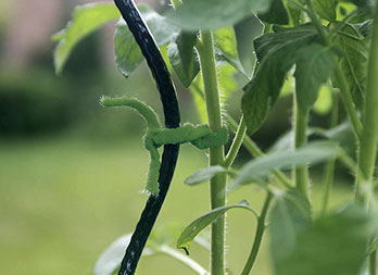 Jute, ficelle de jardin - Nortene