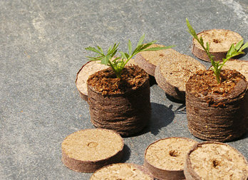 GROW2GO Kit de culture de cactus - Set de plantation de mini-serre