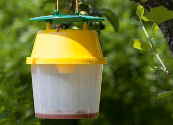 Wasp trap