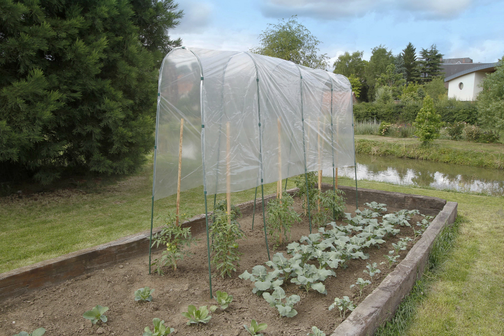 Serre à tomates avec housse de forçage.